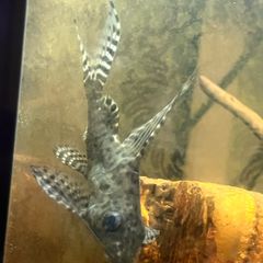 pleco