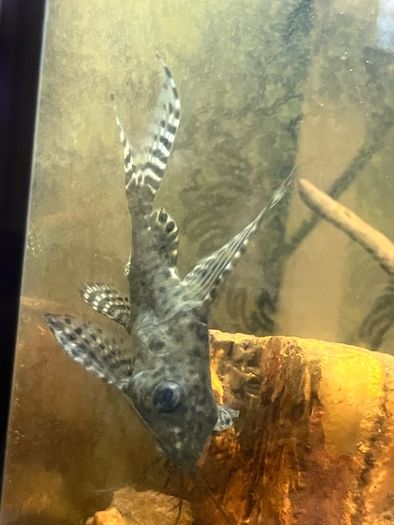 pleco