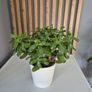 Two plants  Jade Image 2
