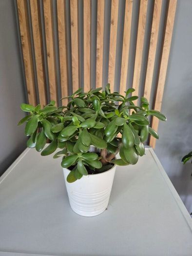 Two plants  Jade