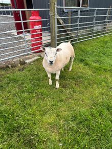 Hogget rams