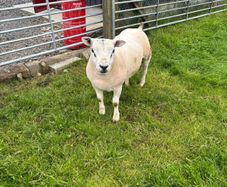 Hogget rams