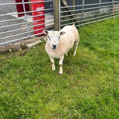 Hogget rams