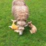 Tefrom - New Zealand Maternal Rams Image 7