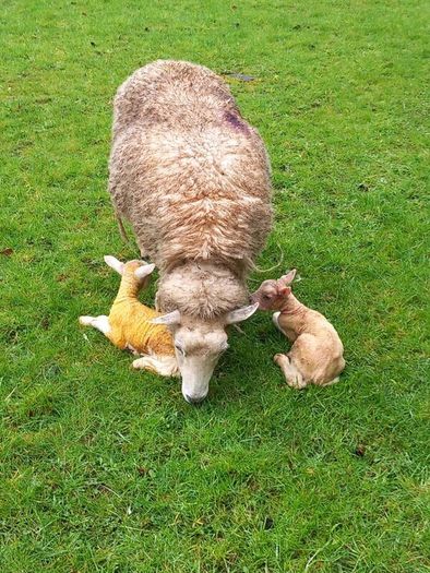 Tefrom - New Zealand Maternal Rams