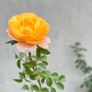 Juicy Terrazza rose Image 2
