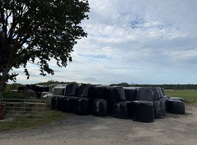 300 bales of silage