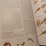 The Australian Bird Guide / 2017/ 1st edition Image 9