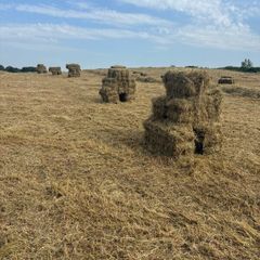 Hay/haylage