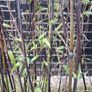 Black stem bamboo Image 3