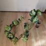 pothos bundle Image 2