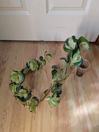 pothos bundle