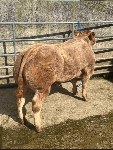 2 show calves for sale Gortatlea Mart