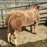 2 show calves for sale Gortatlea Mart 7.30pm. Image 4