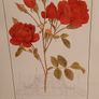 Beautiful Botanical Framed Print Image 3