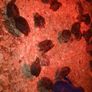 Quail Chicks Image 2