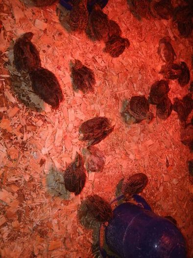 Quail Chicks
