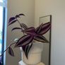 tradescantia plant Image 2