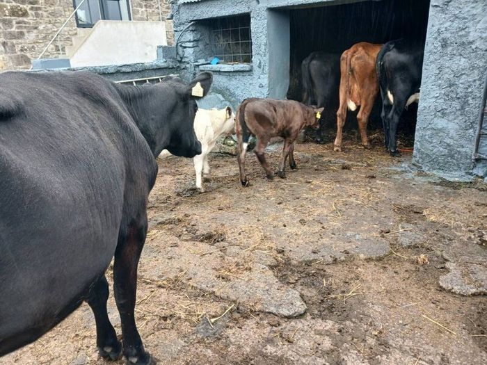 6 AAx first calvers