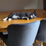 cat Image 2