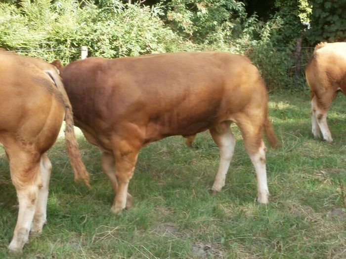 limousin  bulls