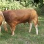 limousin  bulls Image 4