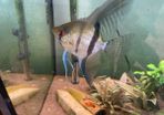 Angel fish male 1 year old free
