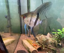Angel fish male 1 year old free