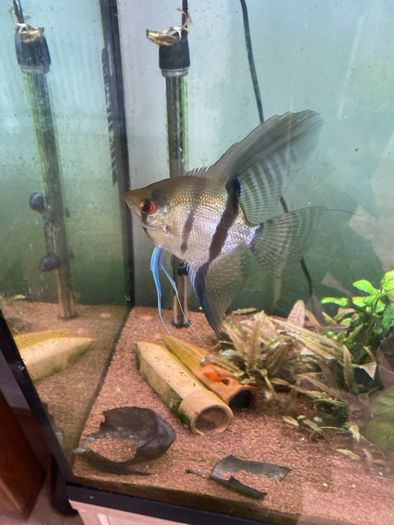 Angel fish male 1 year old free