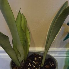 Sansevieria set