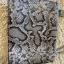 Michael Kors crossbody bag Image 6