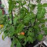 tomato Image 4