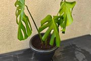 Monstera plant
