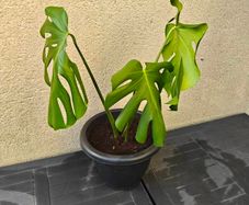 Monstera plant
