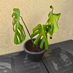 Monstera plant