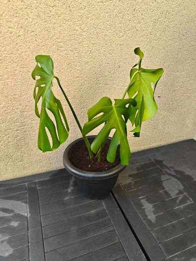 Monstera plant