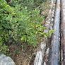ESB poles Image 2