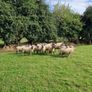 Ewes Image 3