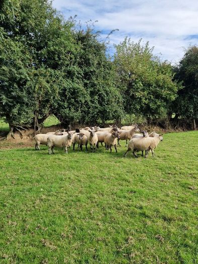Ewes