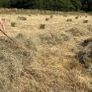 Hay Image 2