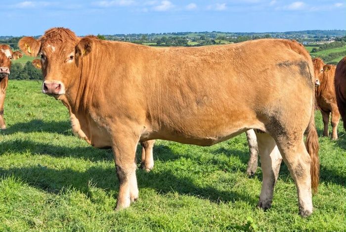 35 In-Calf Heifers for Sale Balla Mart 17 Oct