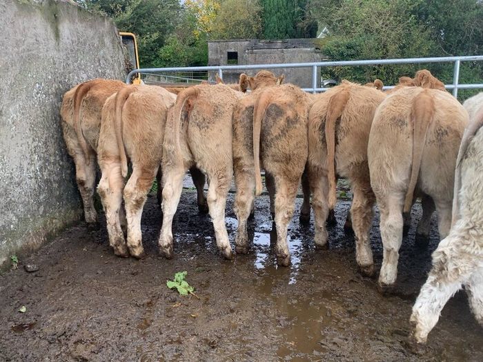 35 super 380kg charlaois heifers