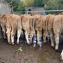 35 super 380kg charlaois heifers Image 9