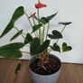 Anthurium plant Image 3