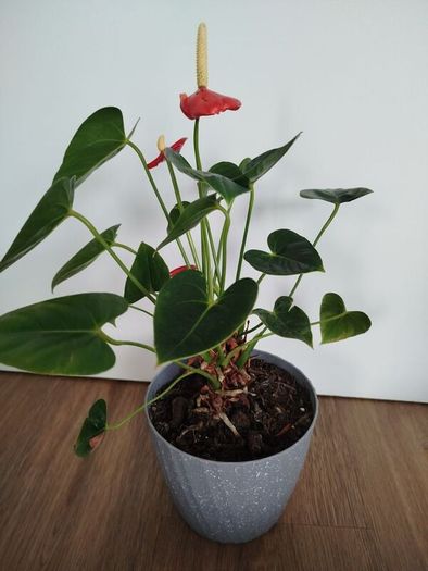 Anthurium plant