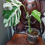 No.70 Monstera Albo Image 2