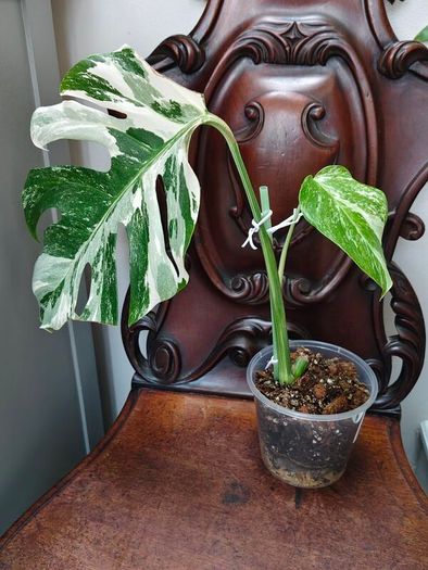 No.70 Monstera Albo