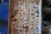 Antique Insects Display