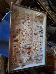 Antique Insects Display