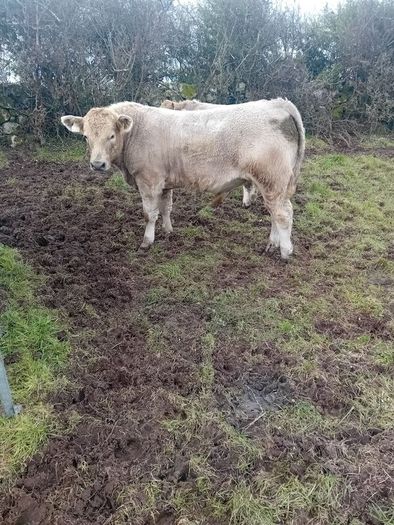 9 Aberdeen angus weanling bulls